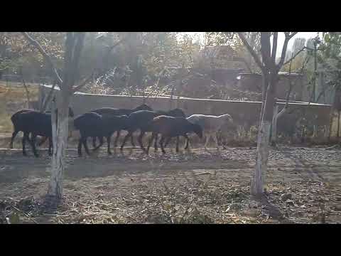 Видео: Гуспандхои ҳисори фуруши 03 ноябри 2025г 988279820