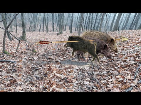 Видео: Охота на 3 кабана с одной стрелой