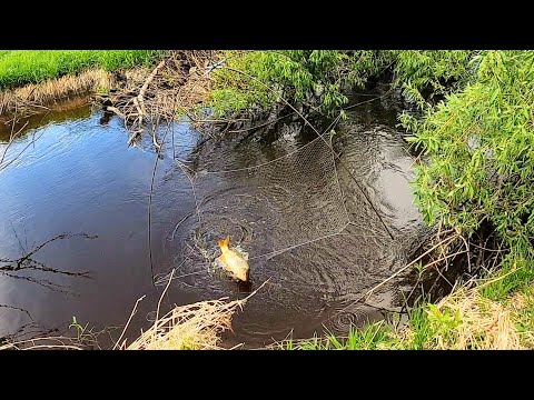 Видео: Рыбалка на паук в диком, заросшем ручье. Сазаны, караси, язи. Рыбалка 2022