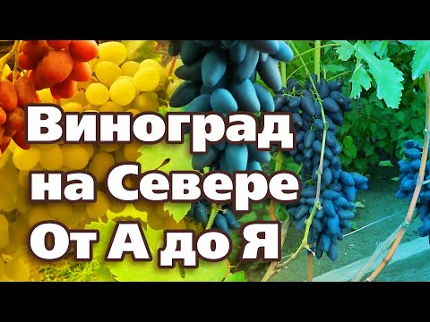 Видео: ВСЕ О ВЫРАЩИВАНИИ ВИНОГРАДА В СЕВЕРНЫХ САДАХ.  От посадки до укрытия