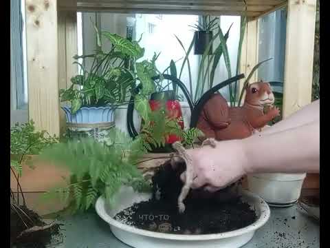 Видео: Пересадка и деление папоротников "Адиантум" и "Даваллия"