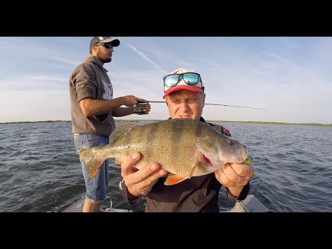 Видео: Высокие частоты ВВ ЧАСТЬ1 (Рыбалка на Весёловском водохранилище, Маныч)