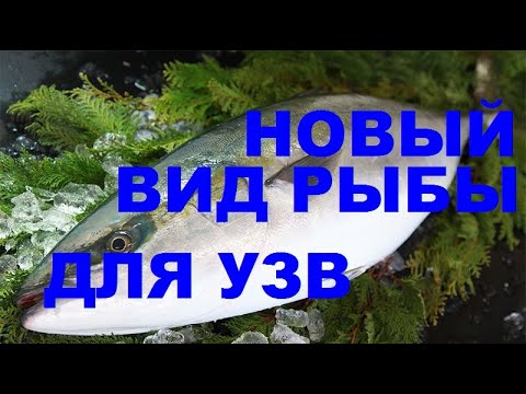 Видео: НОВЫЙ ВИД РЫБЫ ДЛЯ УЗВ