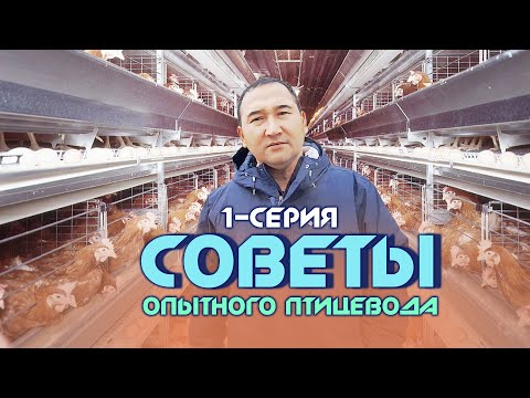 Видео: Советы опытного птицевода 1-серия