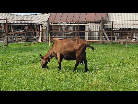 Видео: Коза не родила //Симптомы ТИМПАНИИ и другое