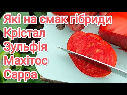 Видео: Які на смак помідори Крістал, Зульфія, Махітос, Сакура, Сарра 🍅