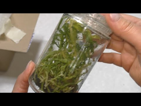 Видео: Распаковка посылки с орхидеями во фласках  Наши делают, Азия больше не нужна! #orchid #цветы