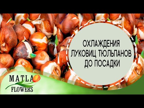 Видео: Хранение и охлаждения луковиц тюльпанов до посадки
