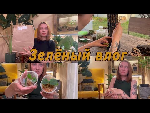 Видео: ВЛОГ | Распаковка кашпо и опор | Распаковка растений | Необычный тотем