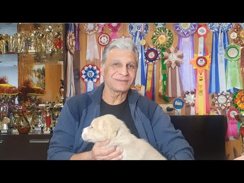 Видео: Какой он туркменский Алабай. Часть 1
