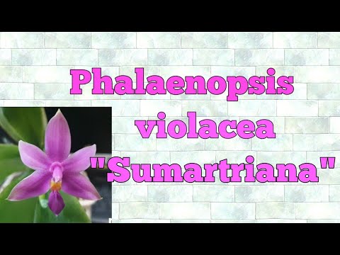 Видео: Фаленопсис.Phalaenopsis violacea "Sumartriana".