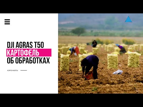 Видео: DJI AGRAS T50 | ОБРАБОТКА КАРТОФЕЛЯ