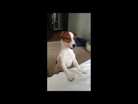 Видео: Хозяйственная собака, джек рассел терьер, приколы!