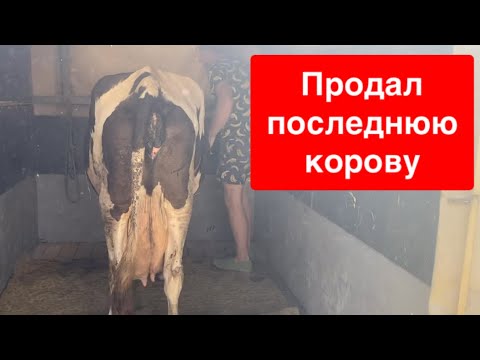 Видео: Продал последнюю корову.