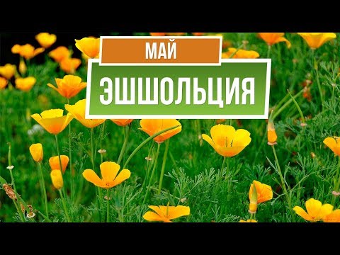 Видео: Эшшольция Посадки и Уход ✿ Советы от garden zoo