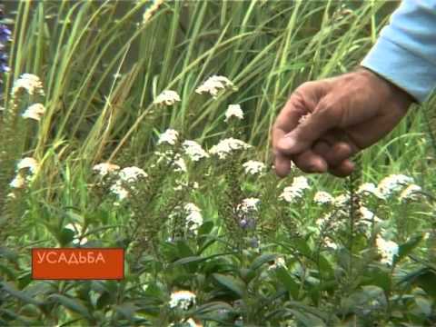 Видео: Водные растения