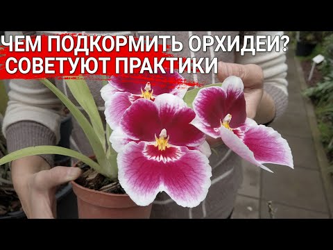 Видео: Чем подкормить орхидеи? Советуют практики