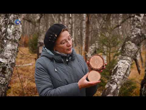 Видео: ТАЙНЫ КАРЕЛЬСКОГО ЛЕСА | КАРЕЛЬСКАЯ БЕРЕЗА