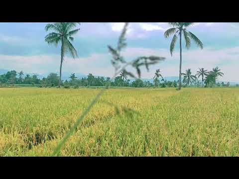 Видео: әл-Құран ФАТИР СҮРЕСІ | ҰЙЫҚТАР АЛДЫНДА ТЫҢДАҢЫ