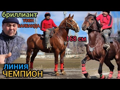 Видео: атактуу ЧЕМПИОН линия 😱 ҮСӨН АКЕДЕН БРИЛЛИАНТ 💎 корабль НООКАТТЫН АТТАРЫ