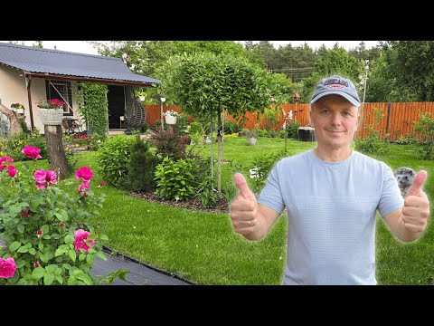 Видео: Квіти на дачі, від яких перехоплює подих! Прогулянка в спеку 🌹