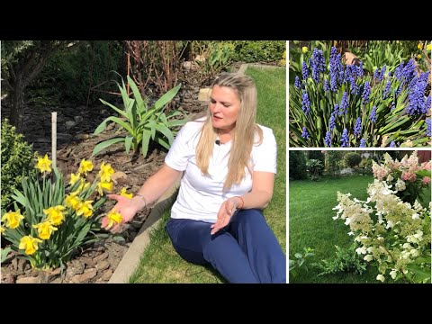 Видео: Подкармливаю гортензии, уже пора | Корневая на поверхности | Сад цветёт: Нарциссы Мускари