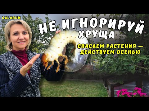 Видео: Не Вздумайте Игнорировать Хруща! Показываю, Как Спасти Растения Осенью. @galabum