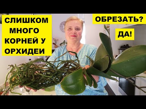 Видео: СЛИШКО МНОГО КОРНЕЙ У ОРХИДЕИ..БУДУ ОБРЕЗАТЬ