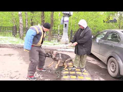 Видео: Немецкая овчарка Тея. Подводящее упражнение к охране проводника.