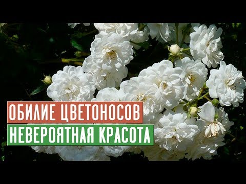 Видео: ЭТИ МУСКУСНЫЕ РОЗЫ СОЗДАДУТ НЕВЕРОЯТНУЮ АТМОСФЕРУ В ВАШЕМ САДУ / Садовый гид