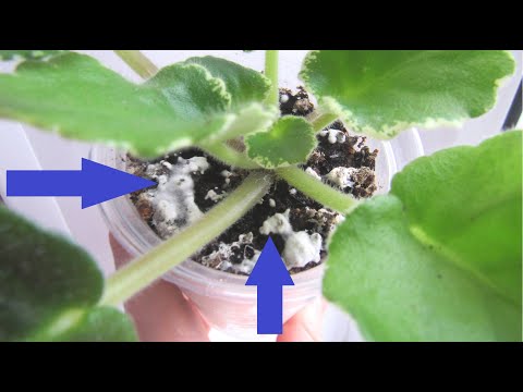 Видео: БЕЛЫЙ НАЛЕТ НА ГРУНТЕ У ФИАЛОК!!