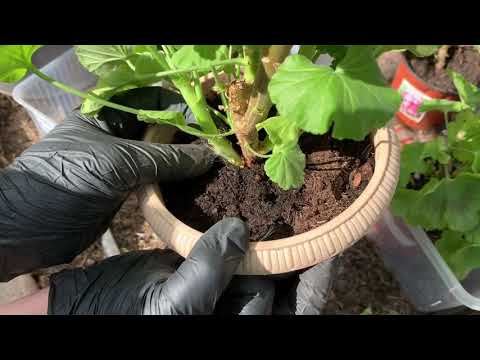 Видео: Черенкую пеларгонию. Август 29.2019