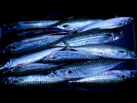 Видео: Такой вот сезон СКУМБРИИ в Норвегии 2025! Ловля скумбрии в Норвегии