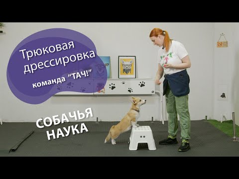 Видео: Дрессировка щенка: Трюки! Команда "ТАЧ" (или "Лапки")