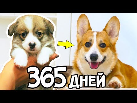 Видео: ШОК! Как ИЗМЕНИЛСЯ Мой ЩЕНОК за 365 ДНЕЙ? История Моей СОБАКИ КОРГИ 1 Год