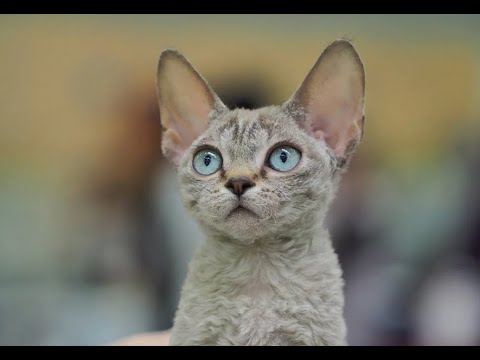 Видео: Как рисовать Кота. Получите 50 уроков в описании ролика.