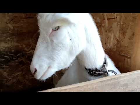Видео: Она все понимает🐐.Пришлось убрать🌺🌺.