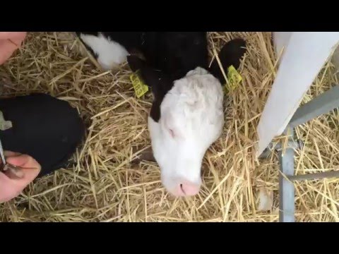 Видео: Обезрожування телят / Dehorning