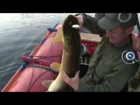 Видео: Что любит щука. Озеро Щучье, Тува.