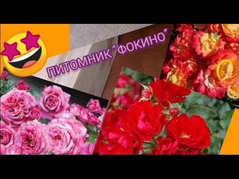 Видео: Обзор посылки с розами из питомника "Фокино". Как вам саженцы? 🤔😉🌹🌹🌹#розы#уральскиерозы