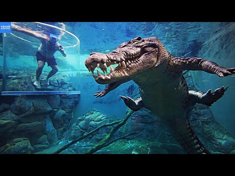 Видео: Гребнистый Крокодил – Самый Опасный из Всех Крокодилов в Мире!