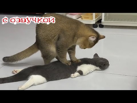Видео: Приколы с котами! С ОЗВУЧКОЙ! Смешные коты и кошки! САМЫЕ СМЕШНЫЕ ЖИВОТНЫЕ!