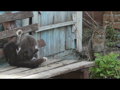 Видео: Кошка привела кота. Арка садовая Unikit.