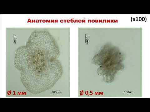 Видео: ФАРМАКОГНОСТИЧЕСКОЕ ИССЛЕДОВАНИЕ ПОВИЛИКИ ТИМЬЯННОЙ CUSCUTA EPITHYMUM