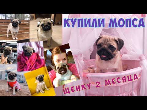 Видео: ❤️Купили мопса Грейси❤️Первый день в семье 😍