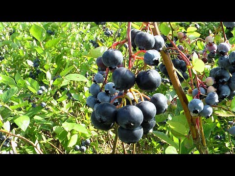 Видео: Как правильно посадить взрослый куст голубики