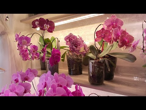 Видео: #48 Орхобудни 📍АССОРТИ 🌺🌿🌼