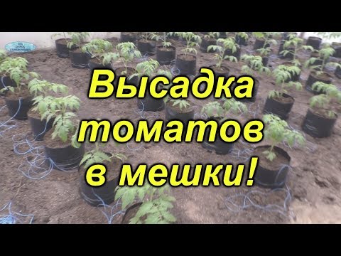 Видео: Высадка томатов в пакетах- отличный способ для раннего урожая!