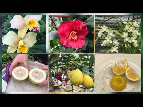 Видео: Пересорт. Лиметта Дольче Романа. Цимбидиум