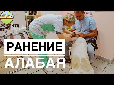 Видео: РАНЕНИЕ У АЛАБАЯ🆘 ПОЕХАЛИ ЗАШИВАТЬ💉